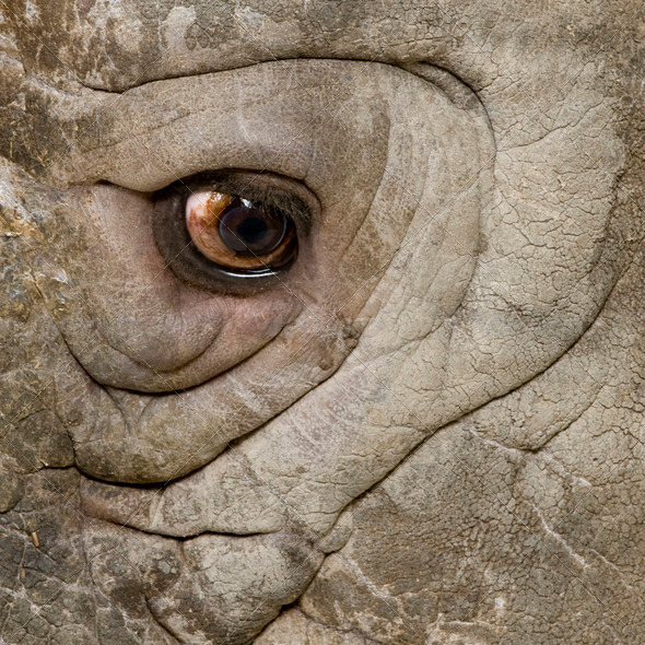 White Rhinoceros - Ceratotherium simum ( +/- 10 years) - Stock Photo - Images