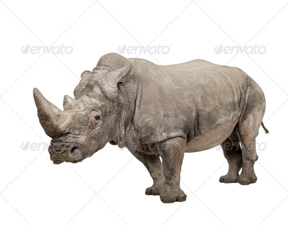 White Rhinoceros - Ceratotherium simum ( +/- 10 years) - Stock Photo - Images