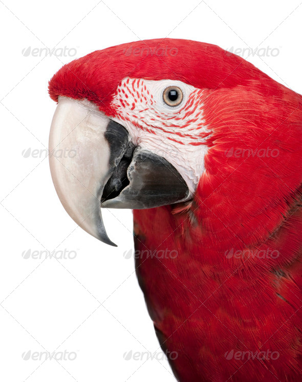 Green-winged Macaw - Ara chloropterus (18 months) - Stock Photo - Images