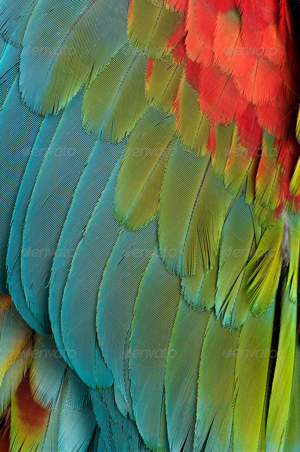 Close-up on feathers - Stock Photo - Images