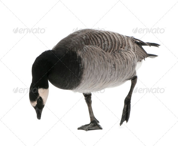 Mixed-Breed goose between Canada Goose and Barnacle Goose (+/- - Stock Photo - Images