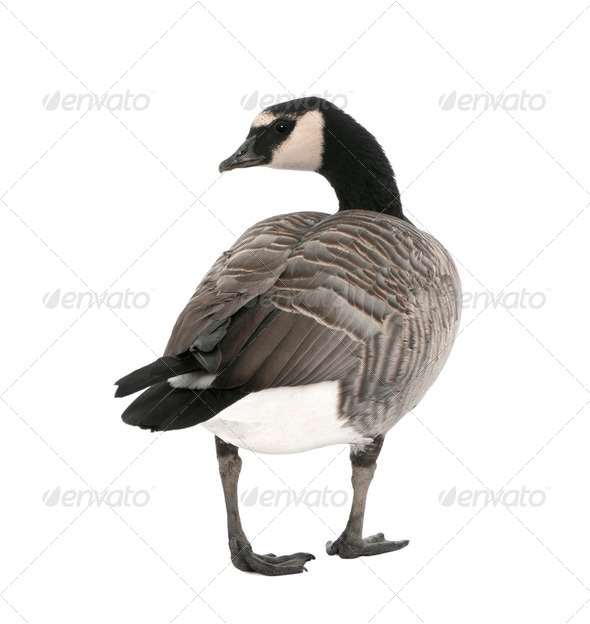Mixed-Breed goose between Canada Goose and Barnacle Goose (+/- - Stock Photo - Images