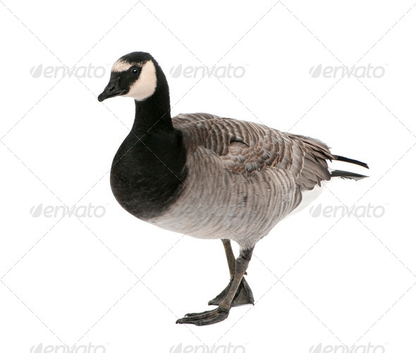 Mixed-Breed goose between Canada Goose and Barnacle Goose (+/- - Stock Photo - Images