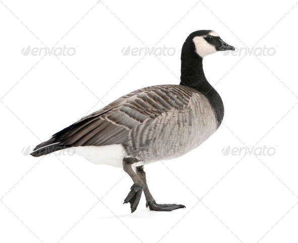 Mixed-Breed goose between Canada Goose and Barnacle Goose (+/- - Stock Photo - Images