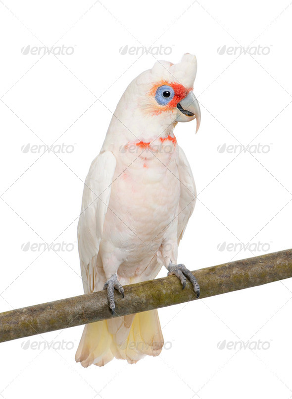Long-billed Corella - Cacatua tenuirostris - Stock Photo - Images