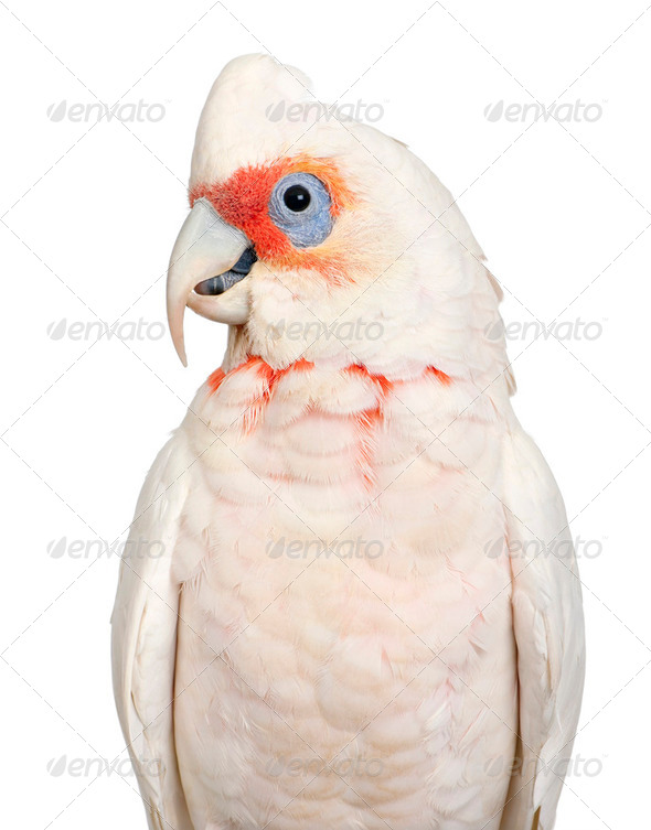 Long-billed Corella - Cacatua tenuirostris - Stock Photo - Images