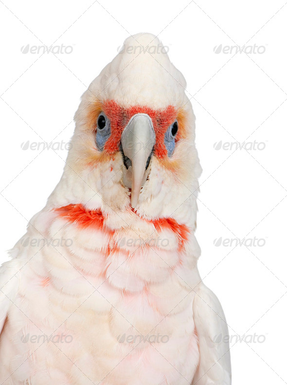 Long-billed Corella - Cacatua tenuirostris - Stock Photo - Images