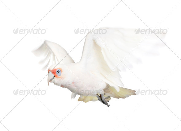 Long-billed Corella - Cacatua tenuirostris - Stock Photo - Images