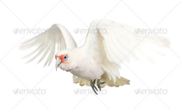 Long-billed Corella - Cacatua tenuirostris - Stock Photo - Images