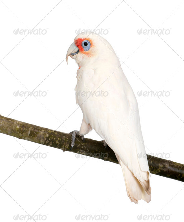 Long-billed Corella - Cacatua tenuirostris - Stock Photo - Images