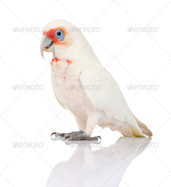 Long-billed Corella - Cacatua tenuirostris - Stock Photo - Images