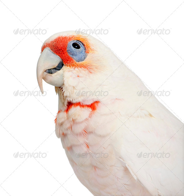 Long-billed Corella - Cacatua tenuirostris - Stock Photo - Images
