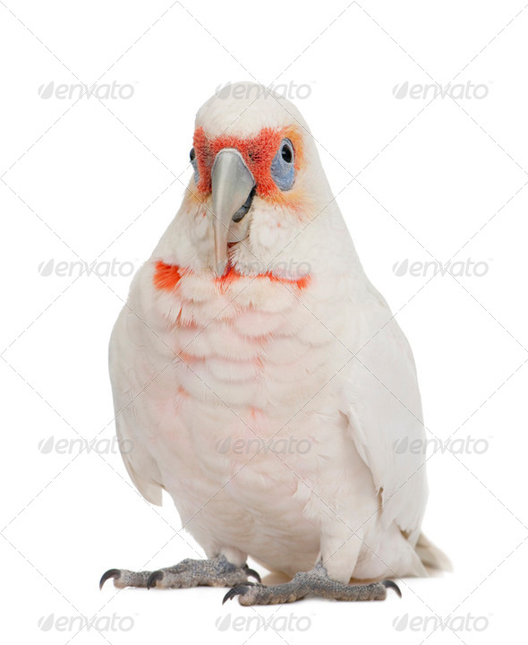 Long-billed Corella - Cacatua tenuirostris - Stock Photo - Images