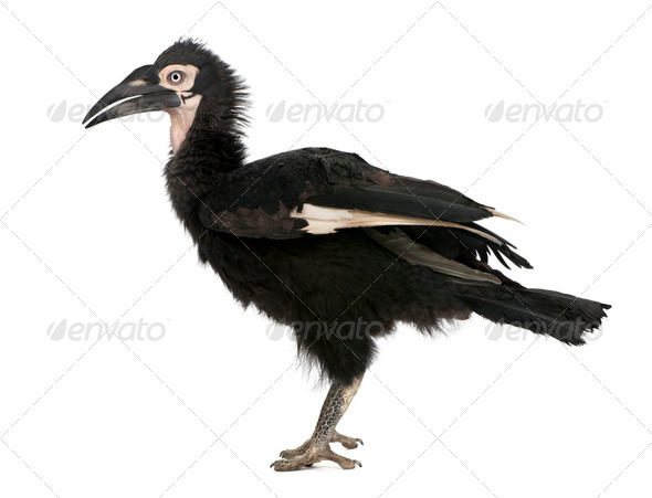 Young Southern Ground-hornbill - Bucorvus leadbeateri (18 months - Stock Photo - Images