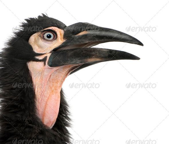 Young Southern Ground-hornbill - Bucorvus leadbeateri (18 months - Stock Photo - Images