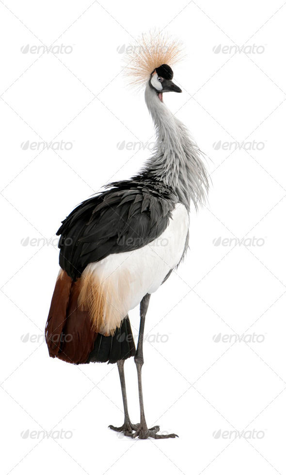 Grey Crowned Crane - Balearica regulorum (18 months) Stock Photo by ...