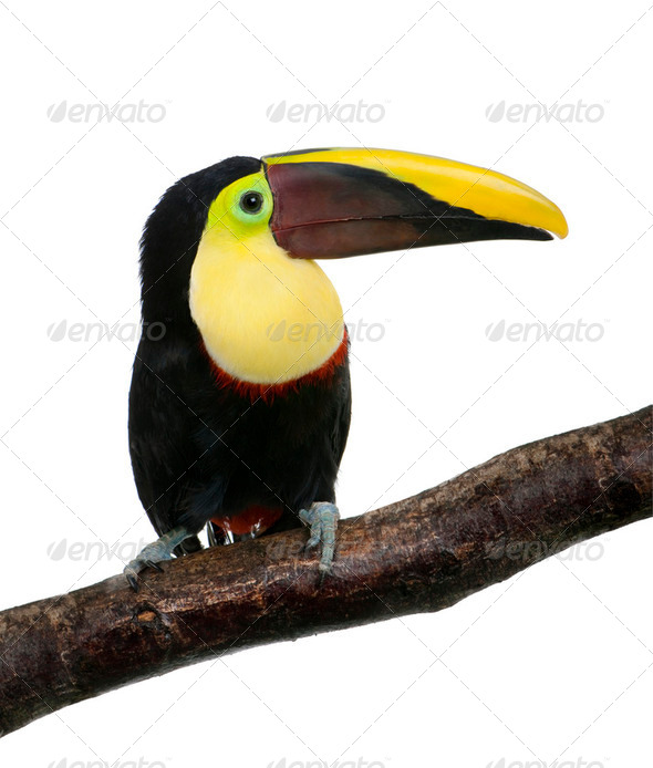 Chestnut-mandibled Toucan - Ramphastos swainsonii (3 years) - Stock Photo - Images