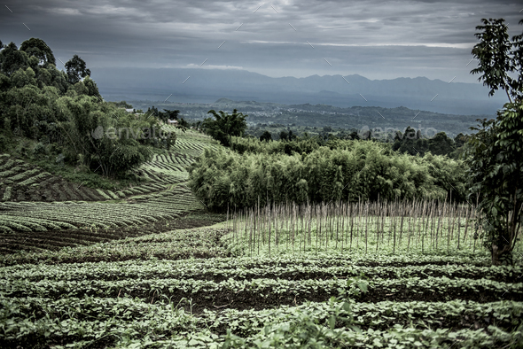 Plantations in Nord Kivu, DRC - Stock Photo - Images