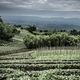 Plantations in Nord Kivu, DRC - PhotoDune Item for Sale