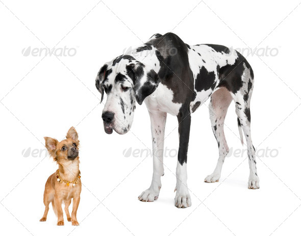 harlequin Great Dane (4 years) looking down at a a small chihuahua (18 months) - Stock Photo - Images