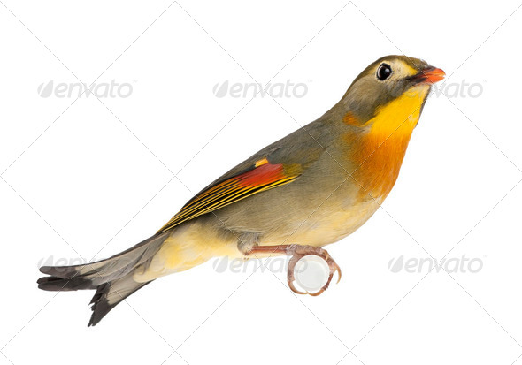 Red-billed Leiothrix - Leiothrix lutea - Stock Photo - Images