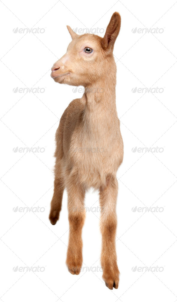 Young brown Goat (2 months old) - Stock Photo - Images