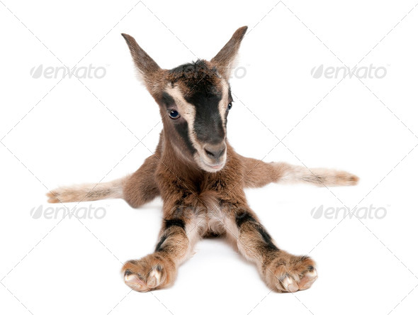 brown Young Goat lying down(3 weeks old) - Stock Photo - Images