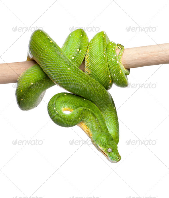 green tree python looking down - Morelia viridis (5 years old) - Stock Photo - Images