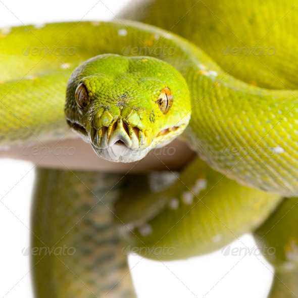 green tree python - Morelia viridis (5 years old) - Stock Photo - Images