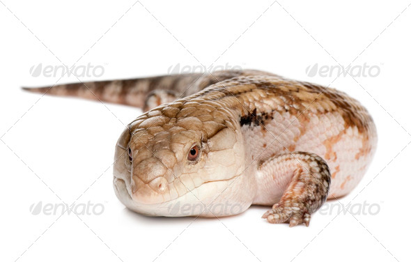 Blue-tongued skink - Tiliqua Scincoides (7 yeras old - female) - Stock Photo - Images