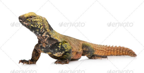 uromastyx acanthinura nigriventris (4 years old) Stock Photo by Lifeonwhite