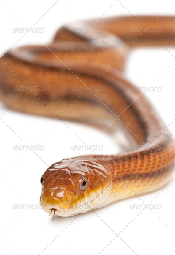 rat snake - elaphe obsoleta (4 years old) - Stock Photo - Images