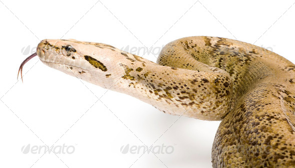 Burmese Python - Py... molurus bivittatus  - granite phase (10 y - Stock Photo - Images