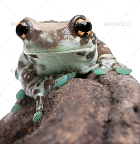 Amazon Milk Frog - Trachycephalus resinifictrix - Stock Photo - Images