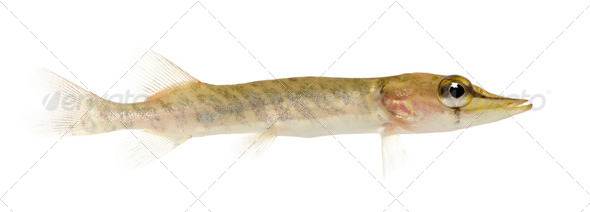 Young Northern pike - Esox lucius (1 years) - Stock Photo - Images