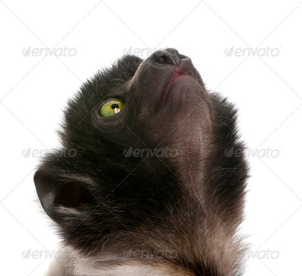 young Crowned Sifaka - Propithecus coronatus (3 months) - Stock Photo - Images