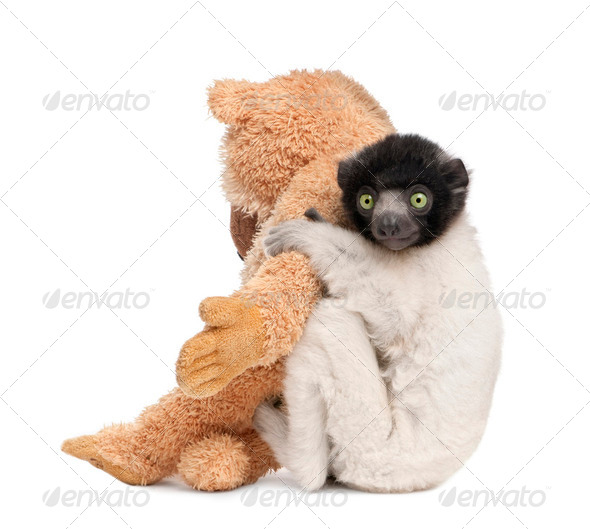 young Crowned Sifaka with his teddy bear - Propithecus coronatus (3 months) - Stock Photo - Images