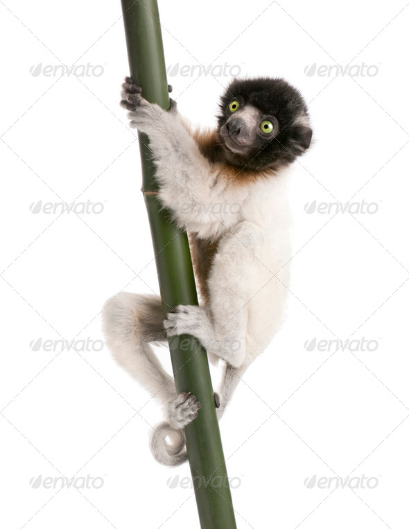 young Crowned Sifaka - Propithecus coronatus (3 months) - Stock Photo - Images