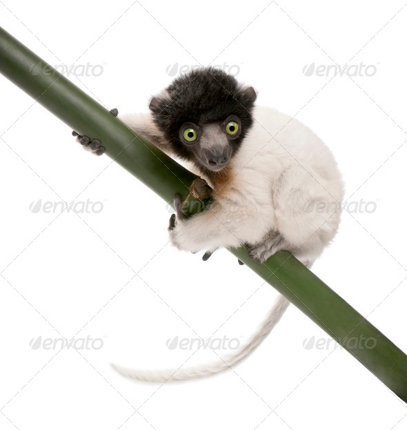 young Crowned Sifaka - Propithecus coronatus (3 months) - Stock Photo - Images