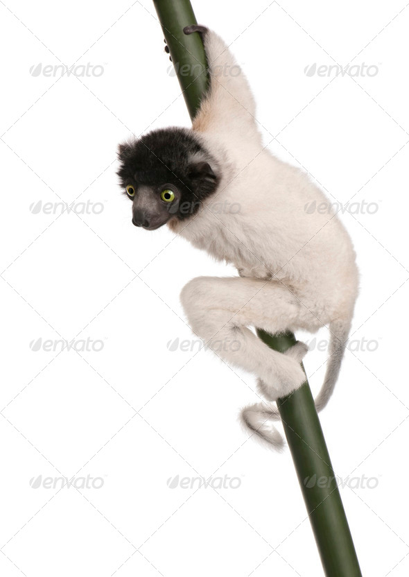 young Crowned Sifaka - Propithecus coronatus (3 months) - Stock Photo - Images