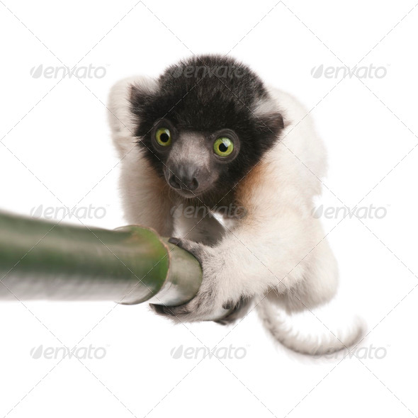 young Crowned Sifaka - Propithecus coronatus (3 months) - Stock Photo - Images
