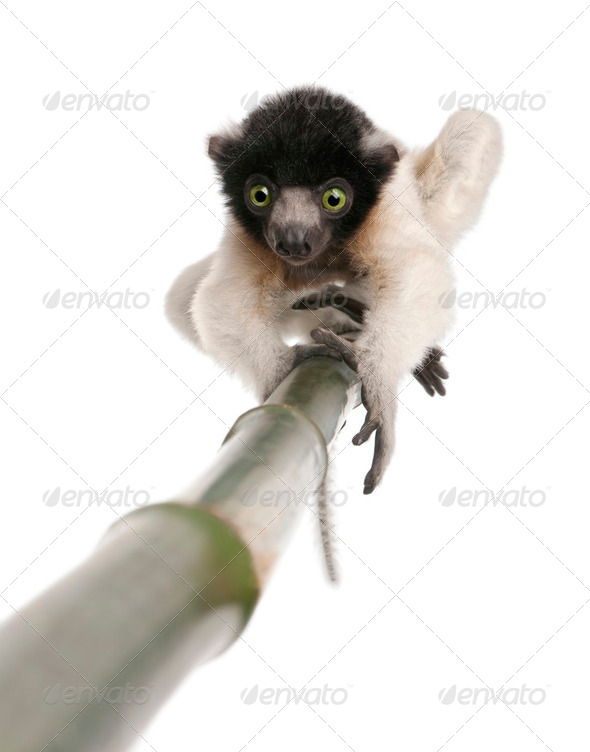 young Crowned Sifaka - Propithecus coronatus (3 months) - Stock Photo - Images
