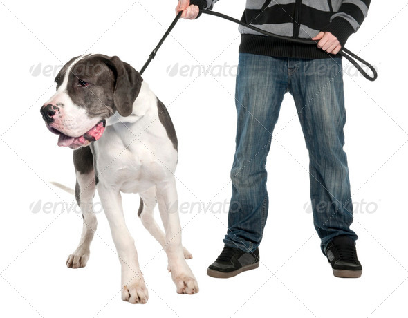great dane leash