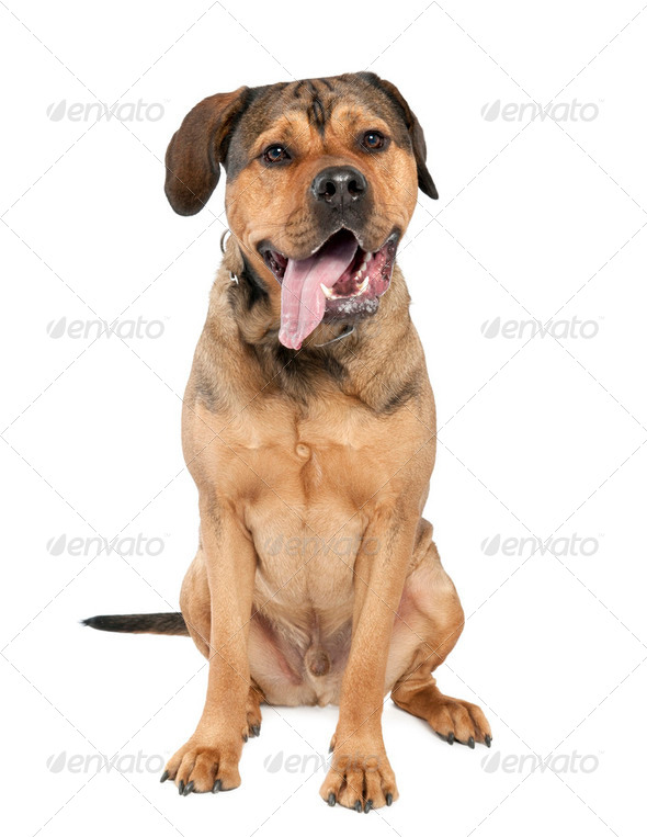 Mixed-Breed Dog between a rottweiler and a amstaff (2 years old) - Stock Photo - Images