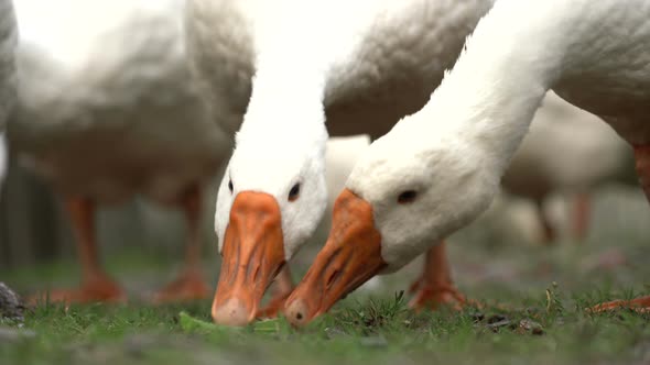 White Geese on the Green Grass To Peck Clean of Peas, Clearly Shows the Two Orange Beak