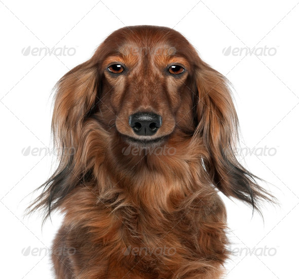 Close-up of a Dachshund's head looking at the camera (7 years o - Stock Photo - Images