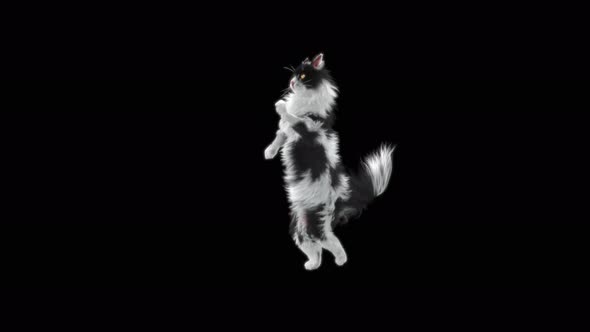 Cat Dancing 4K alt