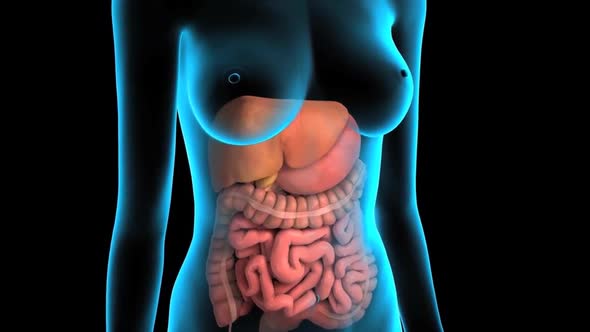 3D animated male internal organs anatomy alt