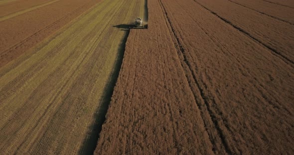 A Rapeseed Field Is Harvested By A Combine, A View From A Drone
