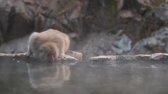 Japanese monkey sitting on stone near pond and drinking water alt